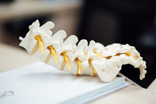 Anatomisches Modell der menschlichen Wirbelsäule.